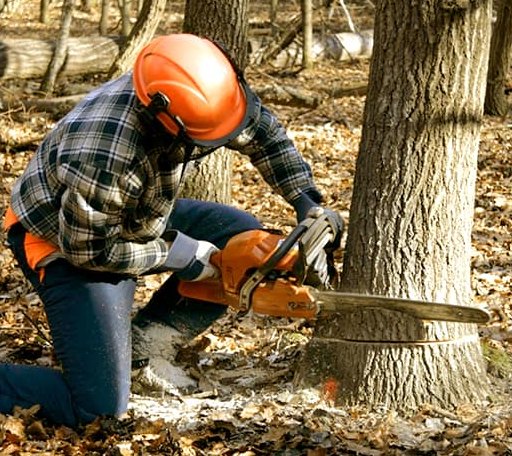 Tree Removal in Jena, LA